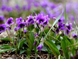 水皰型手足癬該怎么預(yù)防？